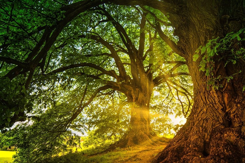 Enchanted Horticulture