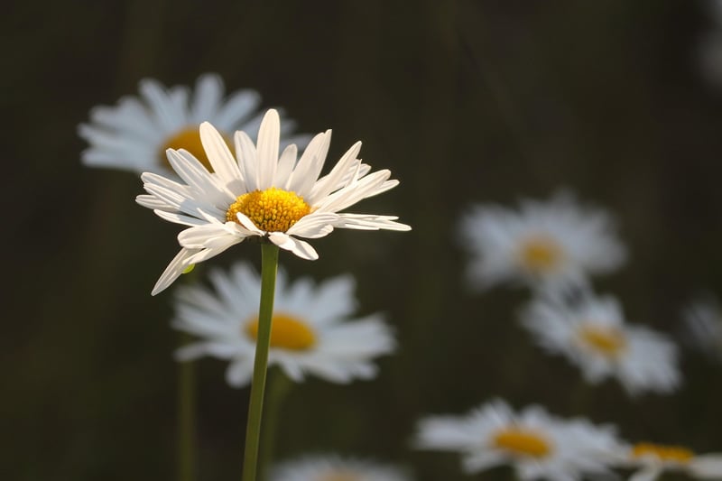 Fairytale Meadows