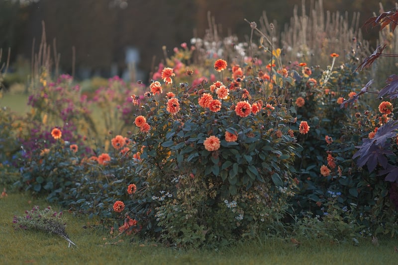 Fairy Wings Bush